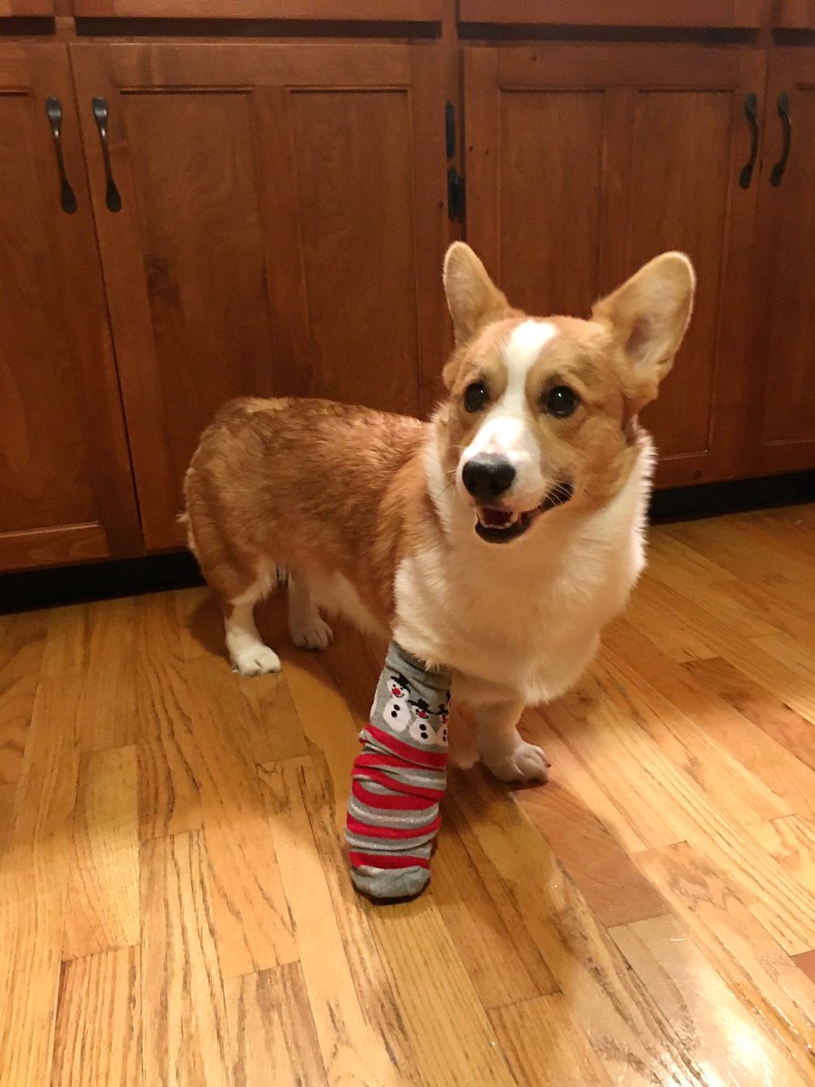 dog_rates's tweet image. This is Louie. He stubbed his toe at the dog park and had to get a cast. Decided to cover it with a different sock each day. 14/10 a fashion icon