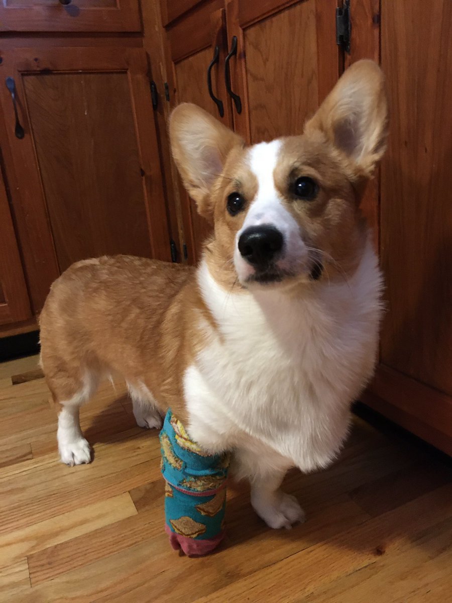 dog_rates's tweet image. This is Louie. He stubbed his toe at the dog park and had to get a cast. Decided to cover it with a different sock each day. 14/10 a fashion icon