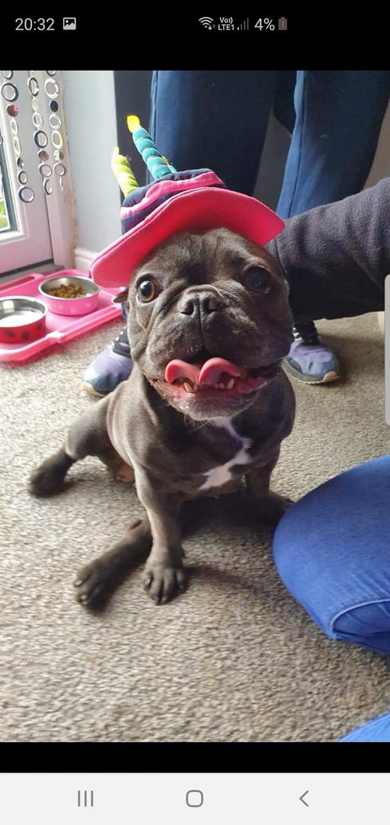 The_Animal_Team's tweet photo. #Frenchie picked up by a man &amp; woman in a silver/grey estate car! #FitzalanSquare #Sheffield at around 9 am on 5/12. Needs medication &amp; regular vet checks. You know nothing about her but her family adore her. Take her home. NOT YOURS! https://t.co/lPz8gxTDZl https://t.co/8xVoj42hhZ
