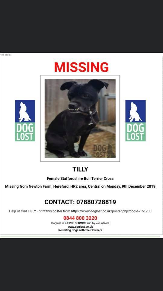 gelert01's tweet photo. 🔴#BARONSMEAD #NEWTON #FARM #HEREFORD #HR2 area🔴

#TILLY missing 09/12/2019 from her home She is very distinctive with a bottom undershot jaw. Small, Black with white on chest. #CHIPPED 

🐦Plis RT TO HELP FIND #TillyBirds 
@rosiedoc666 @veryluckypugs @RachaelB100 @ChrstinaKelly https://t.co/QAZjHJDlIY