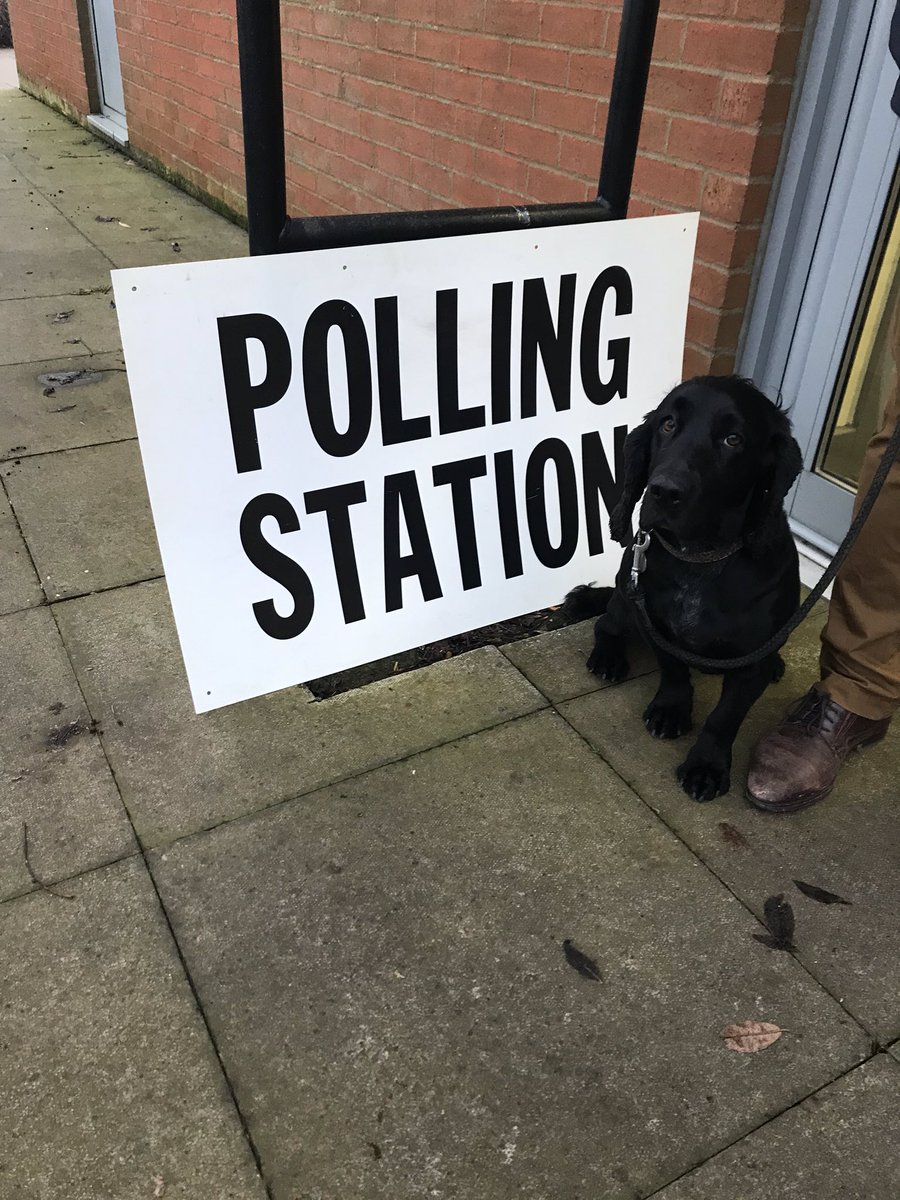 34boutique's tweet photo. @guardian Aerin the working Cocker #marketharborough #Leicestershire #dogsatpollingstations https://t.co/EOb3iO18PV