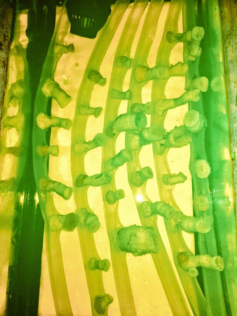 #psychodelic #science Tracking experimental stages in #coral skeletons is not easy❗ For this ➡️ we mark the #cwc #Ddianthus with #calcein, a fluorescent dye that binds to calcium carbonate #CaCO3 so we can track the experiment under confocal #microscopy