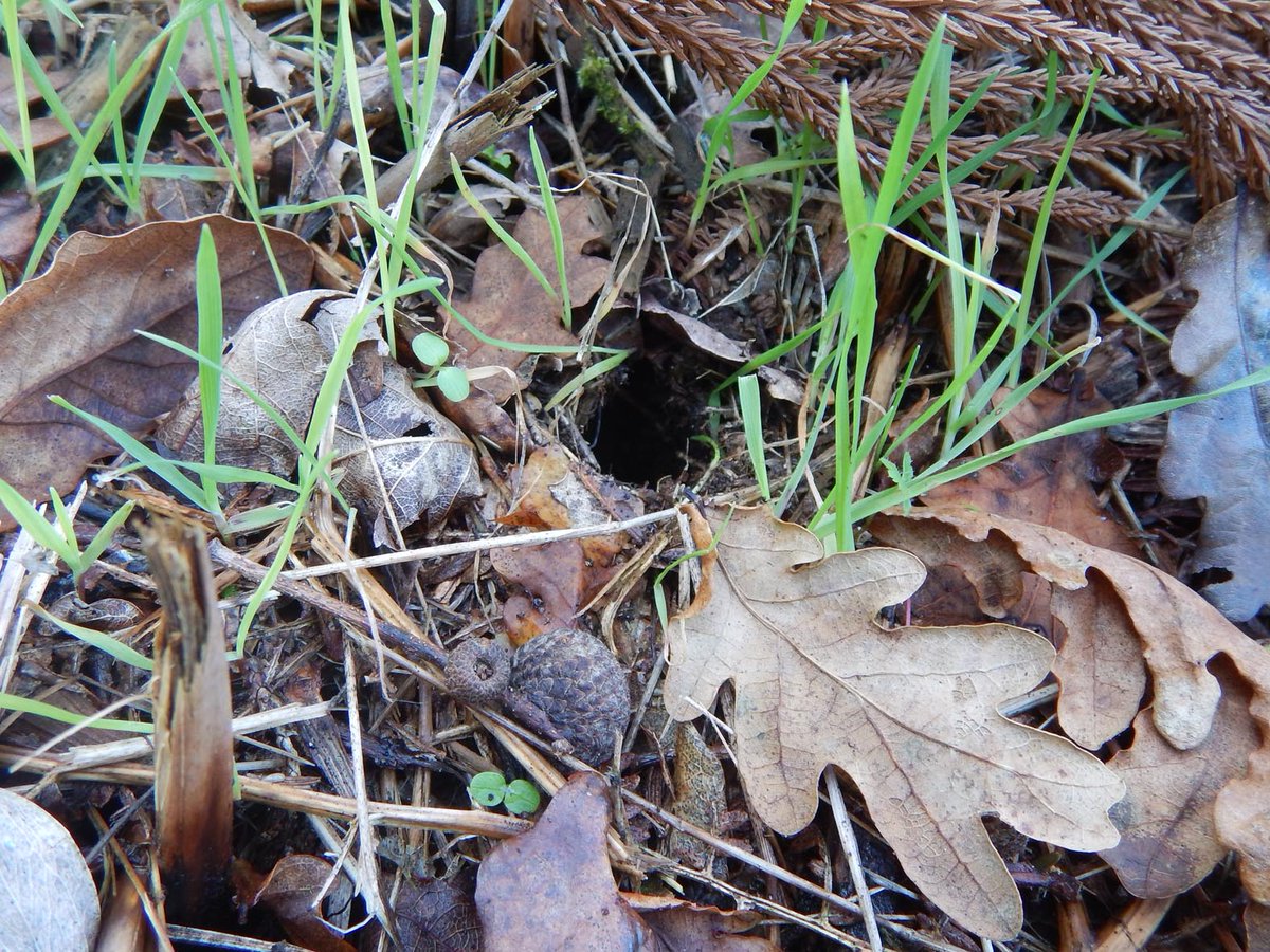Small_Mammals's tweet photo. Pine vole season is here and so are we! This time in #Sintra enjoying Tapada do Mouco's beautiful autumn landscape. Wish us luck!!
#pinevole #Microtus #Microtuslusitanicus #Fieldwork
@CESAM_Univ | @FC_UL | @parquesdesintra https://t.co/XKYjN8n8m6