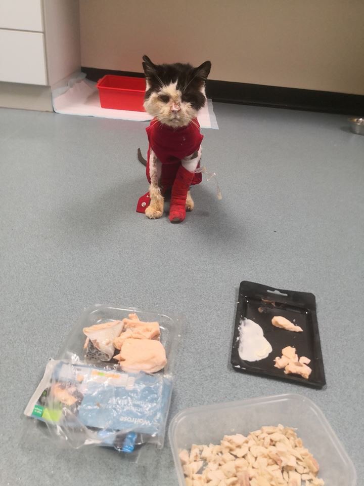 White Cross Vets (@whitecrossvets) on Twitter photo Maximus is at the specialist clinic in Bristol for further tests and intensive care. They’ll report back to us and <a href="/StrayCatsWM/">Stray Cat Rescue Team West Midlands</a> with anything additional found. He’s perked up a bit. We are all keeping him in our thoughts 💙🐾 Maximus is at the specialist clinic in Bristol for further tests and intensive care. They’ll report back to us and <a href="/StrayCatsWM/">Stray Cat Rescue Team West Midlands</a> with anything additional found. He’s perked up a bit. We are all keeping him in our thoughts 💙🐾