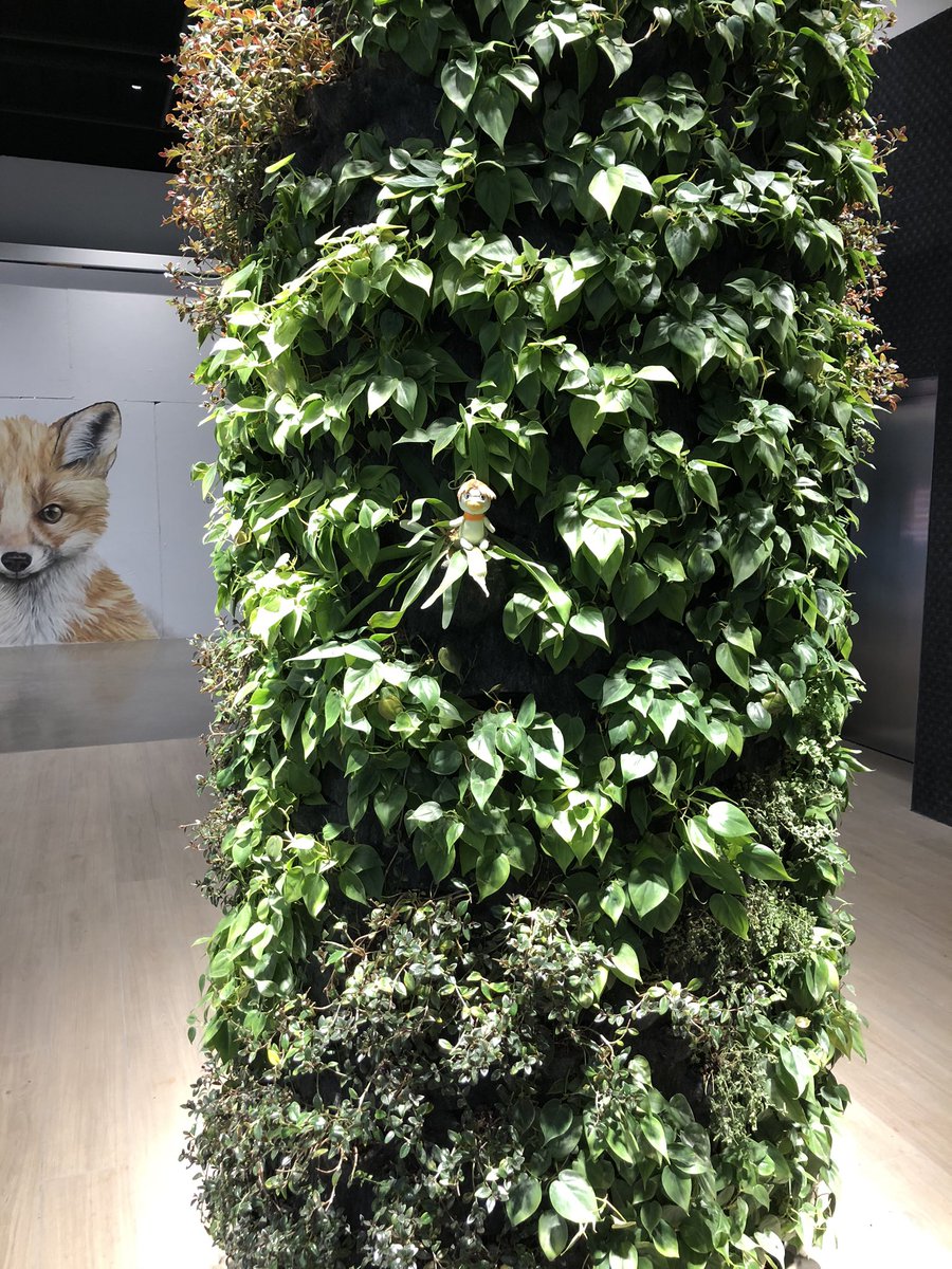 adventures with tiny kappaen (a thread)