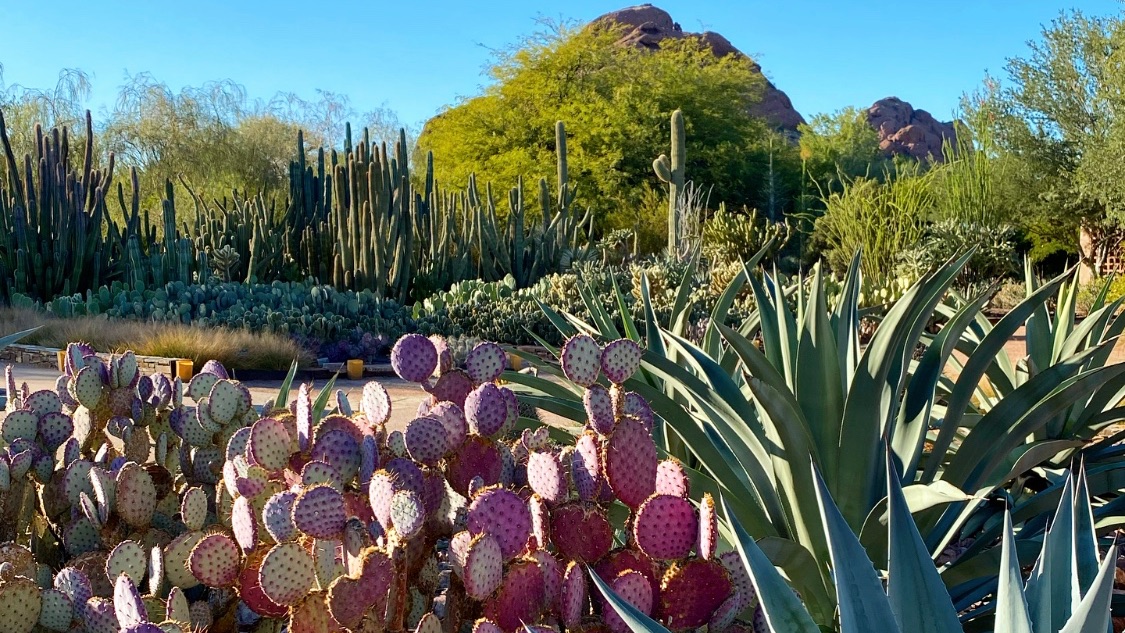 Oh the many colors of the desert 🌈🌵
