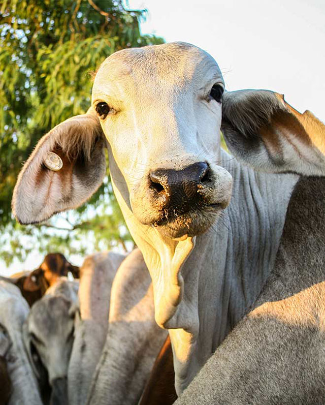 NTCattlemen's tweet photo. As the largest industry representative body in the NT’s primary production sector, we have officially launched #HerdThat, an initiative to highlight the importance of the NT cattle industry to the Northern Territory’s economy👉 https://t.co/G4DXj6Pf16 @ManikTerritory @abclandline https://t.co/jixkiJSiQW