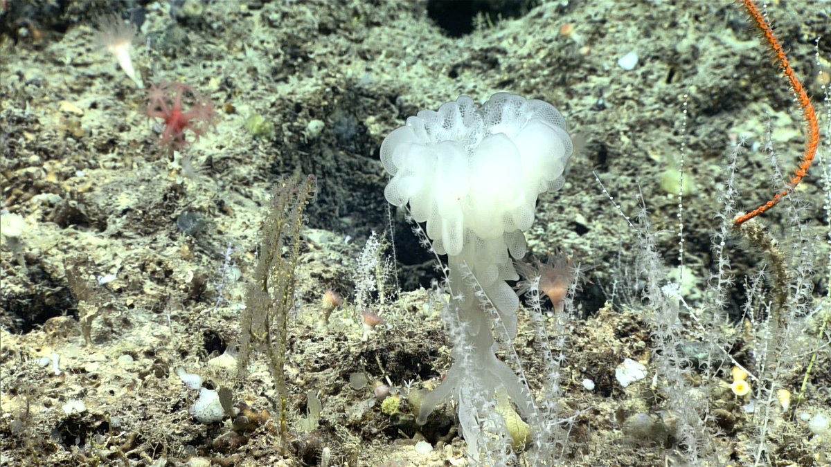 DeepSeaImage's tweet image. The iconic glass sponge Aphrocallistes beatrix is very important because of its potential health benefits.
This sponge has been found to contain a compound that may be able to help fight pancreatic and breast cancer.
📷NOAA
#deepsea #MarineLife #seasponge #glasssponge
