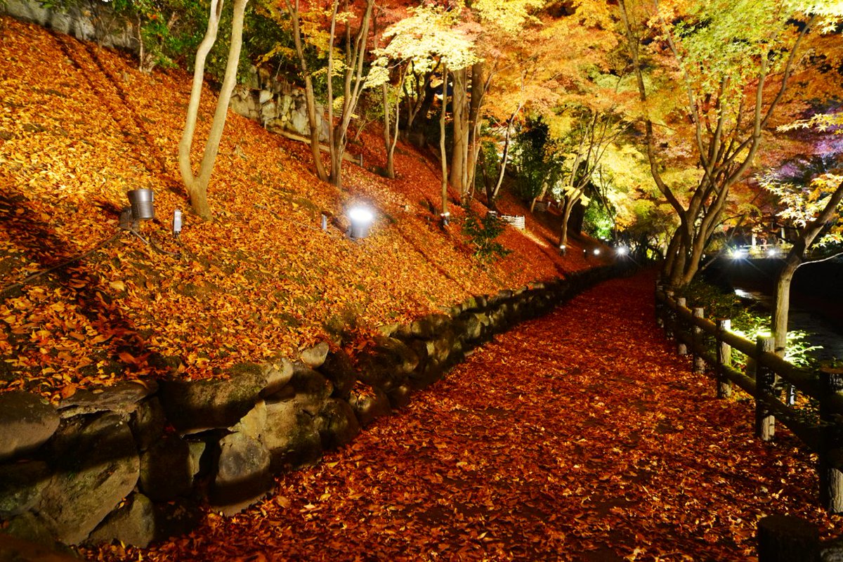 Japan_In_Image's tweet photo. Kitano-Temmangu Shrine in Kyoto, Japan.
📷Chitaka45
#japan #japantravel #Kyoto #shrine #Autumn https://t.co/Em39F57e9E