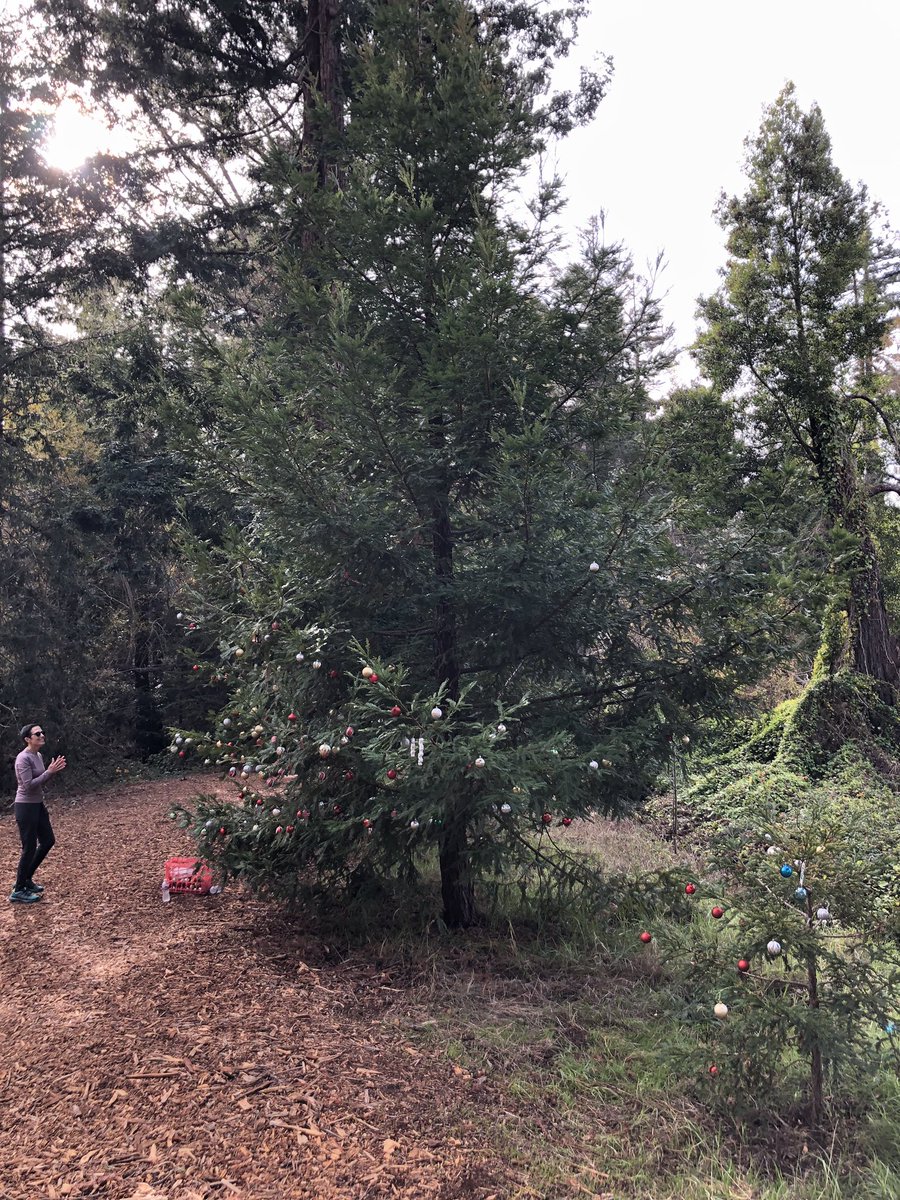 Walking a trail and came upon a box of ornaments. The idea is to write your dog’s name on one and hang it on the tree so all of the local dogs are represented. Wallace is currently the Top Dog!