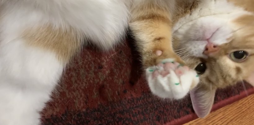Jpriz_'s tweet photo. She just wanted to be a Christmas kitty❤️🌲❤️ https://t.co/FdG1R0TooB