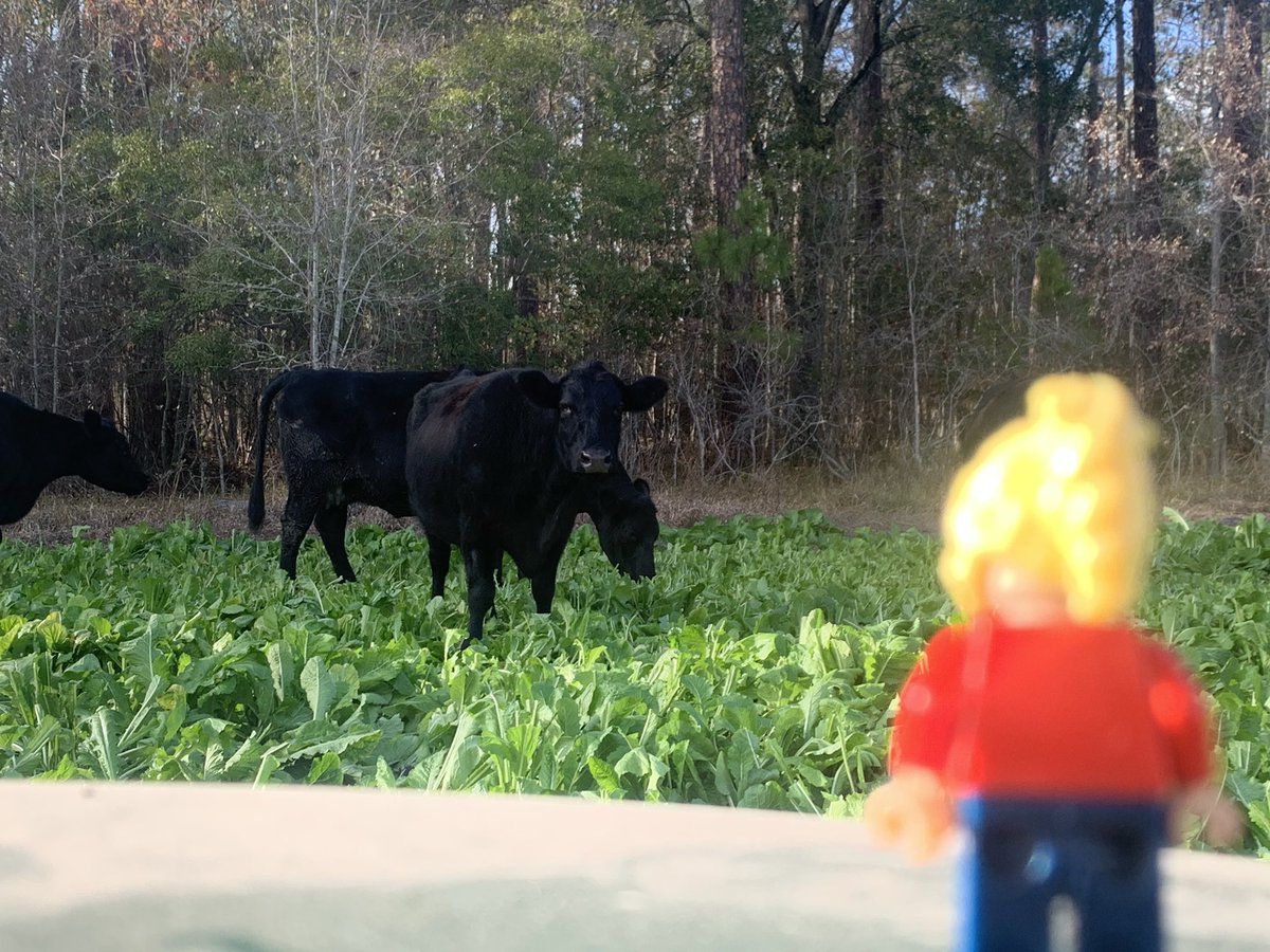 LegoForages's tweet photo. The cattle are happily #grazing the #TRaptor in Alapaha! 

#HappyCows = #HappyLego https://t.co/hXl8EoBMKK