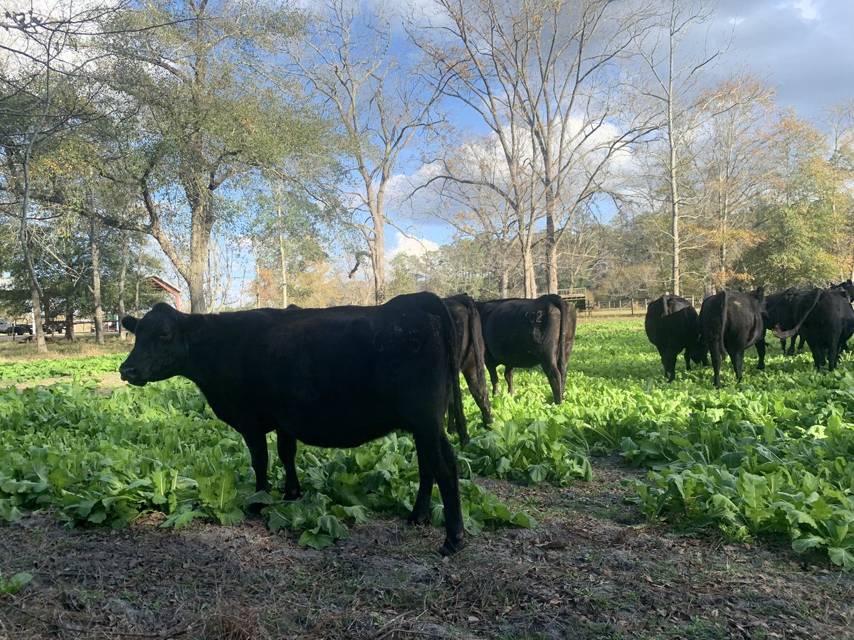 LegoForages's tweet photo. The cattle are happily #grazing the #TRaptor in Alapaha! 

#HappyCows = #HappyLego https://t.co/hXl8EoBMKK