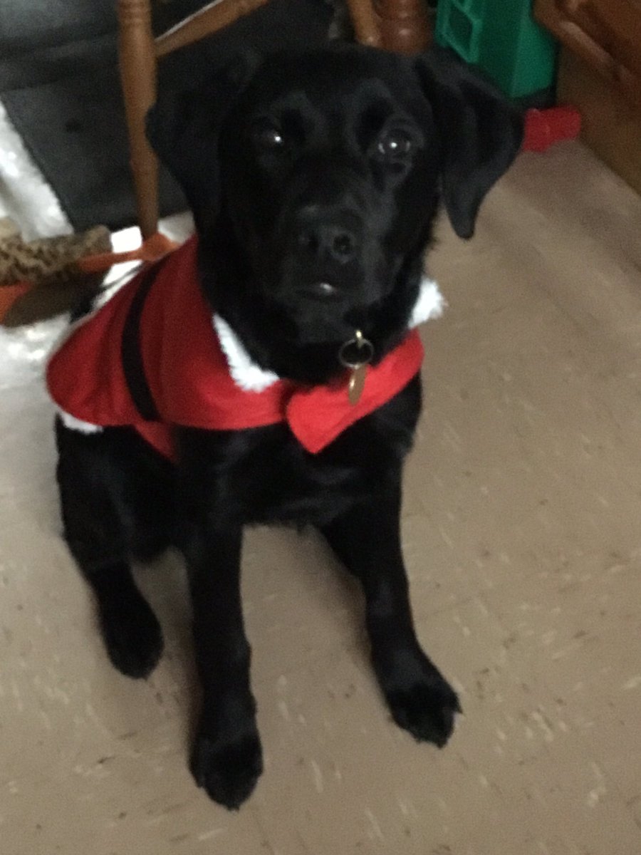 FurbabyPrince's tweet photo. Look what my humum bought me a #santapaws outfit to strut in. 🎅❤perhaps us furpals on #twoofworld can start pictures of our bowtie, bandana, outfit, head gear etc.😆😆 https://t.co/05CLcIr9z8