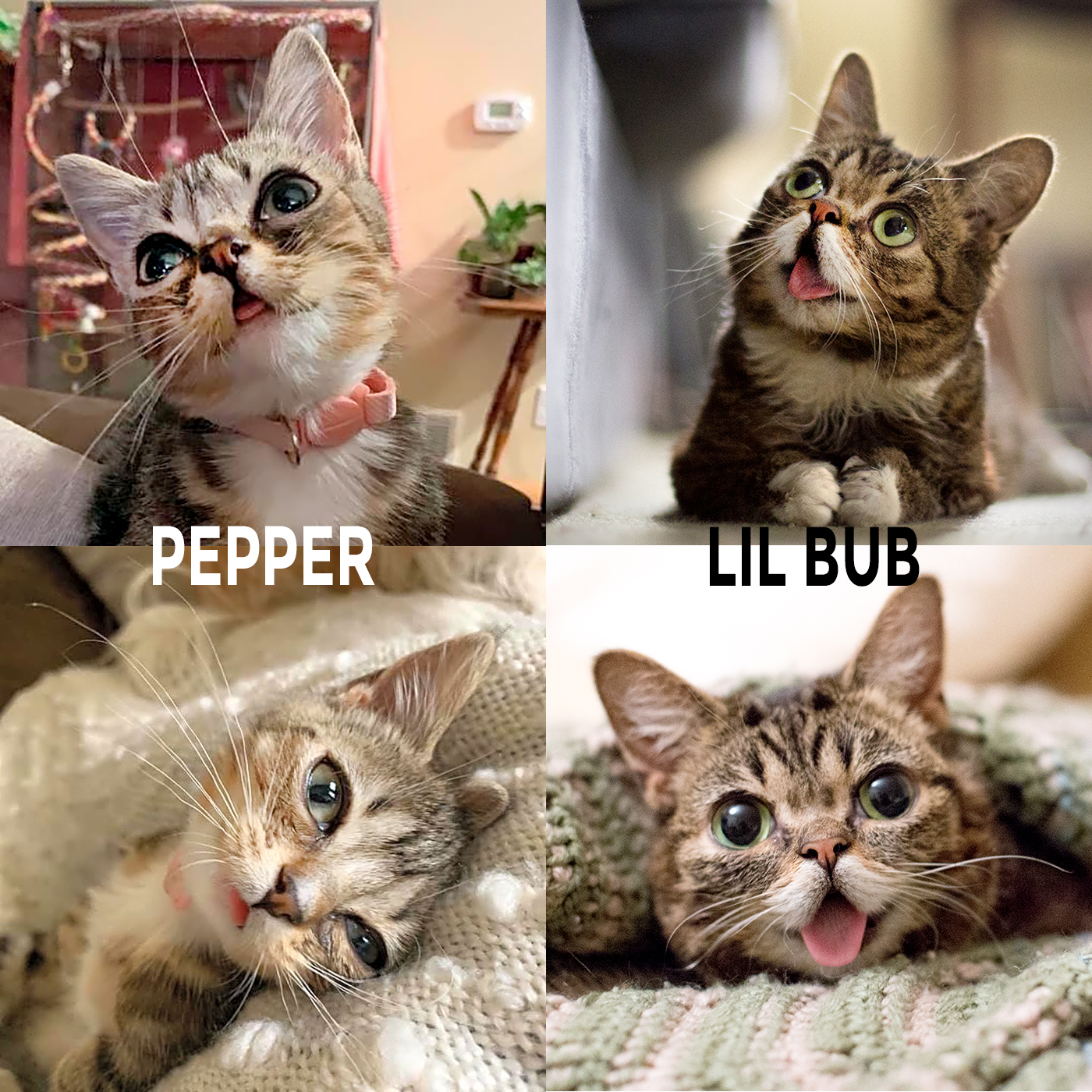 Lil Bub Wallpaper