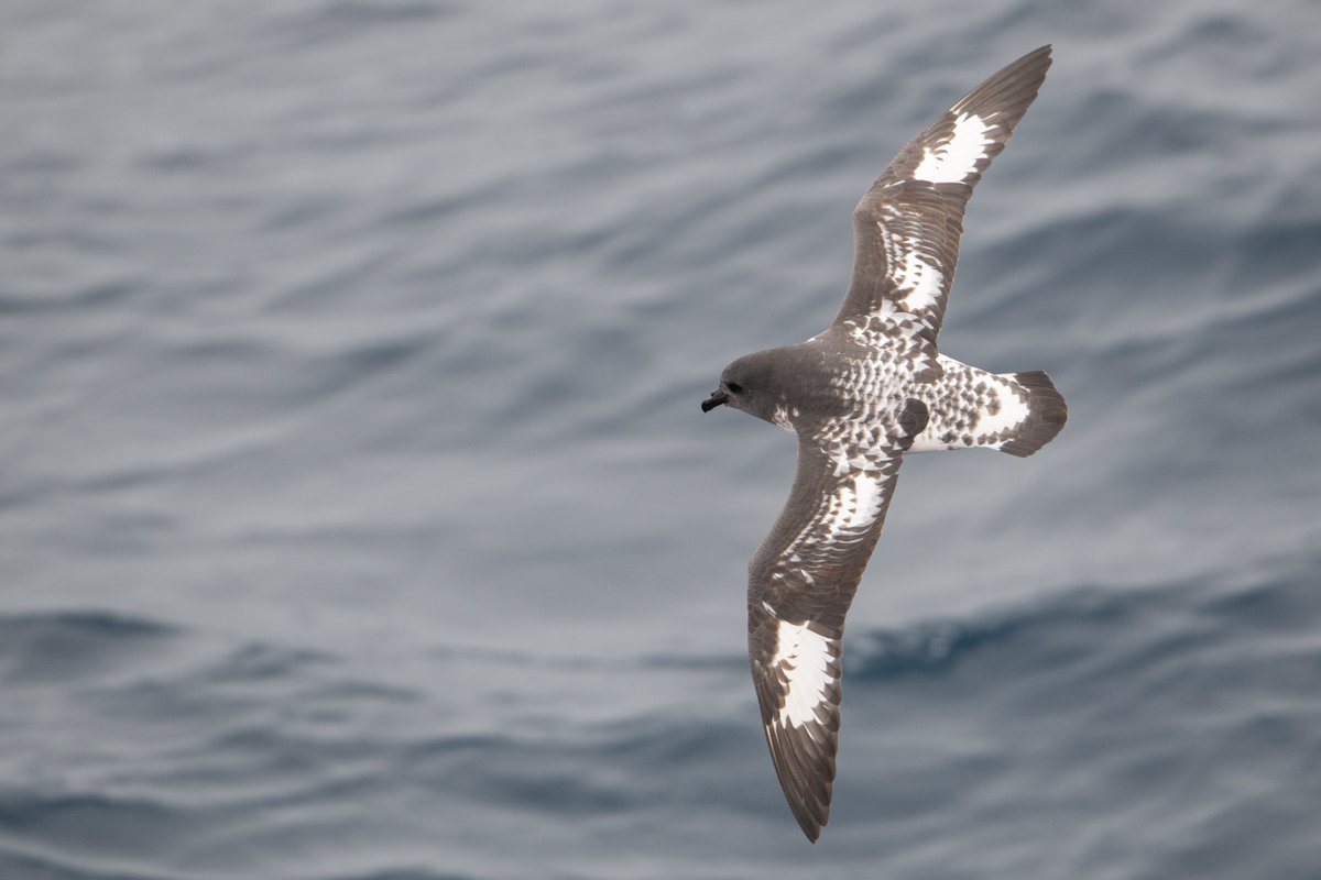 g_expedition's tweet photo. Today in the Drake Passage - Pintado or Cape Petrels follow the ship as we return from our 4th voyage of the season! This one was one for the record books! Emperor Penguin and iceberg A68. https://t.co/zJ7SLi0TRP
