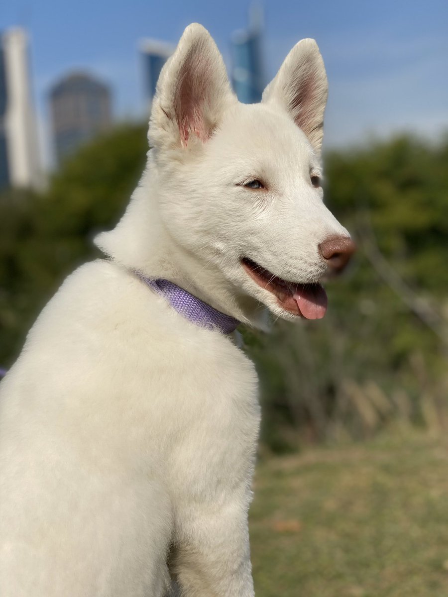 24gabrielaa's tweet photo. hoy saque a pasear a Arya por primera vez, vean lo feliiz, la amo 🥺 https://t.co/gtOulTdCTY