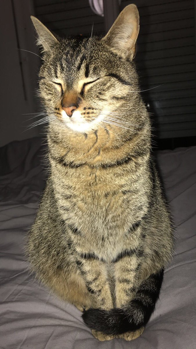 pixelchat62's tweet image. Est ce que vous trouvez j’ai un peu la majesté ?