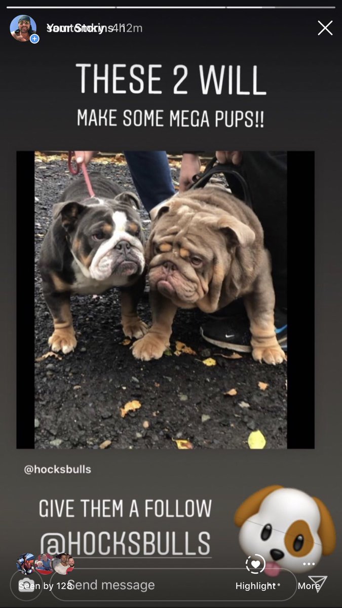 HocksBulls's tweet photo. Just had the best news sapphire is having 6-7 pups with the 1 and only nemesis very very special litter @gazhock12 💙 https://t.co/HHoKXRDxTW