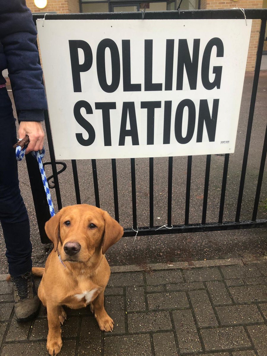 Barney chooses his favourite colour of lead to vote today #dogsatpollingstations   thanks for letting him inside too! #IslingtonNorth