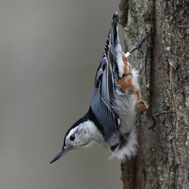 Nuthatch. 
#nature #naturephotography #naturelovers #naturalbeauty #nuthatch #nature_worldwide_birds #natureonly #bird #birdsoftheworld #birdsphotography #birdsofinstagram #birdwatching #bird_captures #birdingphotography #nikon #wildlife #wildlifeseekers… ift.tt/36ohIno