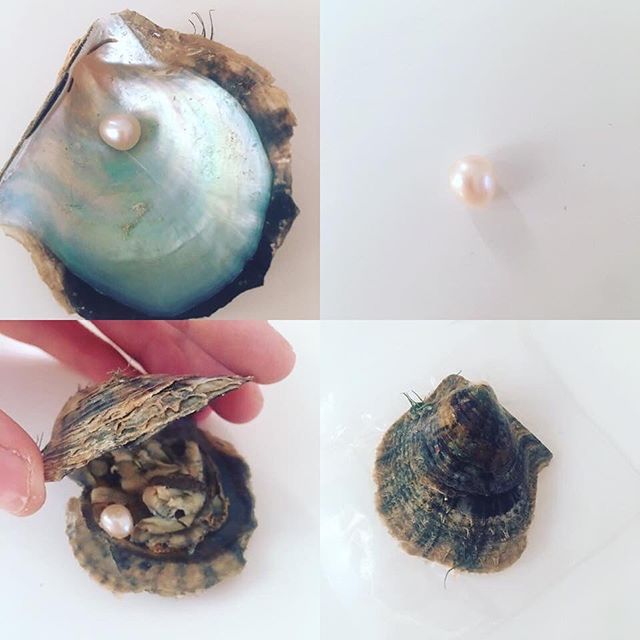 Restocked the pearl oysters! They make a great stocking filler. Website link in bio! #Taxidermy #curio #curiosity  #dptaxidermy #odd #oddity #weird #goth #occult #cabinetofcuriosities #fossil #crystal #mineral #crystalhealing #treasuresoftheearth instagram.com/p/B5_D4