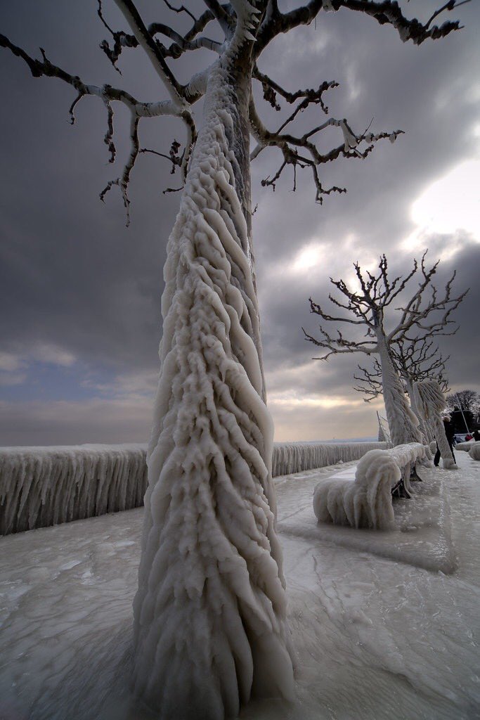 Icy Tree Photo by Merlune