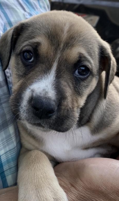 Need some holiday cheer? 🎄🎁 Meet Jolly Yuletide! He's a 2 month old hound mix. Jolly loves attention, either sitting on your lap, or having you play with him and one of his favorite squeaky toys! bit.ly/2YIqQ3z #adoptdontshop #holidaycheer #upforadoption #houndmix