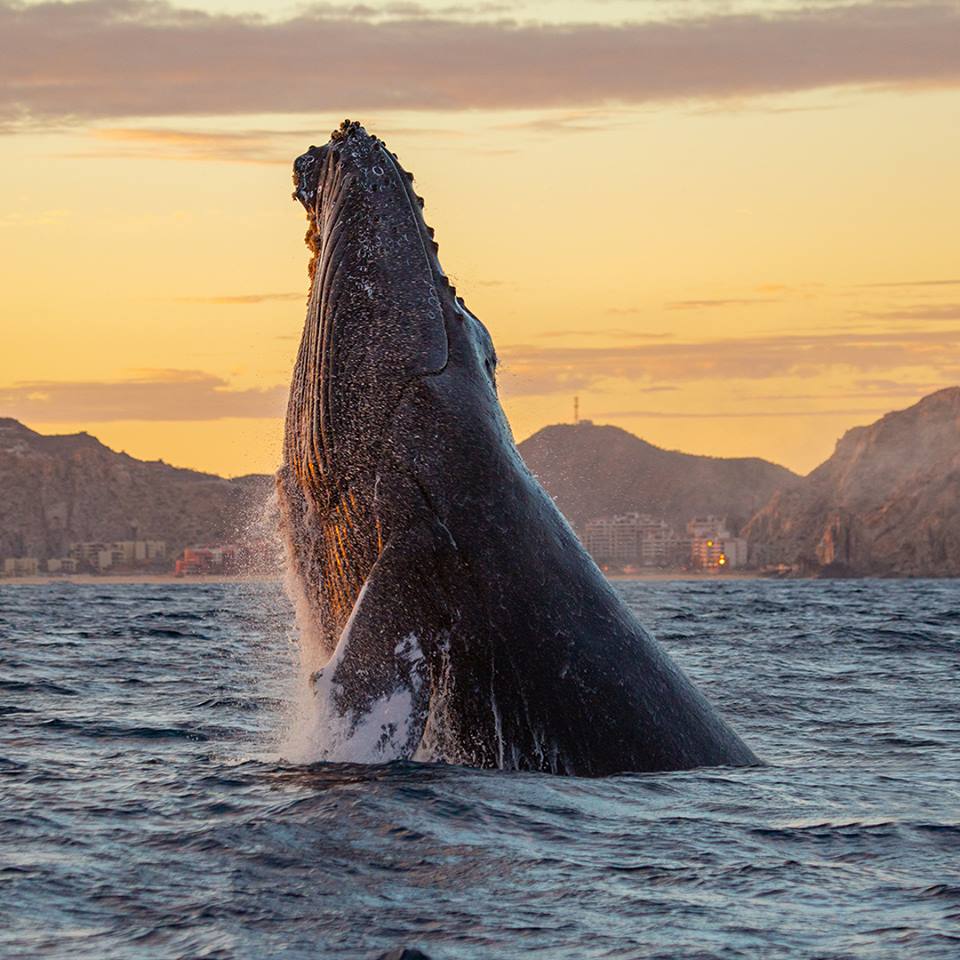 SecretsResorts's tweet photo. By staying at one of the Mexican locations of #SecretsResorts, you gain access to all that #Mexico has to offer at your fingertips. From beautiful resorts to fascinating wildlife to life-changing outings, #SecretsResorts have it all! https://t.co/yJRCxtZJjI https://t.co/LDyfU6d3ZM