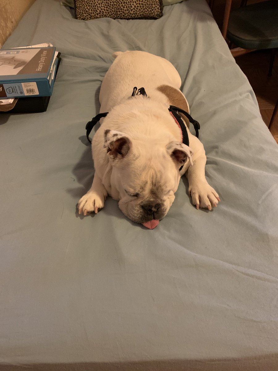 McDougallMartha's tweet photo. I ended up having to move and address my cards at the desk! @PariniDaniele #englishbulldog #diva #dotpower #DogsofTwittter https://t.co/HULCmZXJw3