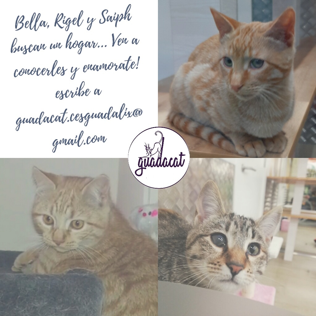 GuadacatCES's tweet photo. Bellatrix, Rigel y Saiph son 3 hermanitos juguetons y adorables q buscan hogar... no pierdas la oportunidad d conocerls y enamorarte!
Escríbenos a: guadacat.cesguadalix@gmail.com 
Y conoce a tu nuevo mejor amigo!
Tb puedes ayudar difundiendo!
#adoptaNOcompres #guadalixdelasierra https://t.co/egWC7EiPbV