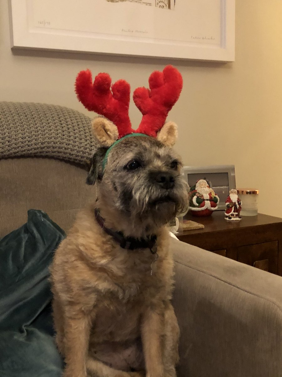 What with the sad face Lilster not enjoying the festive season!