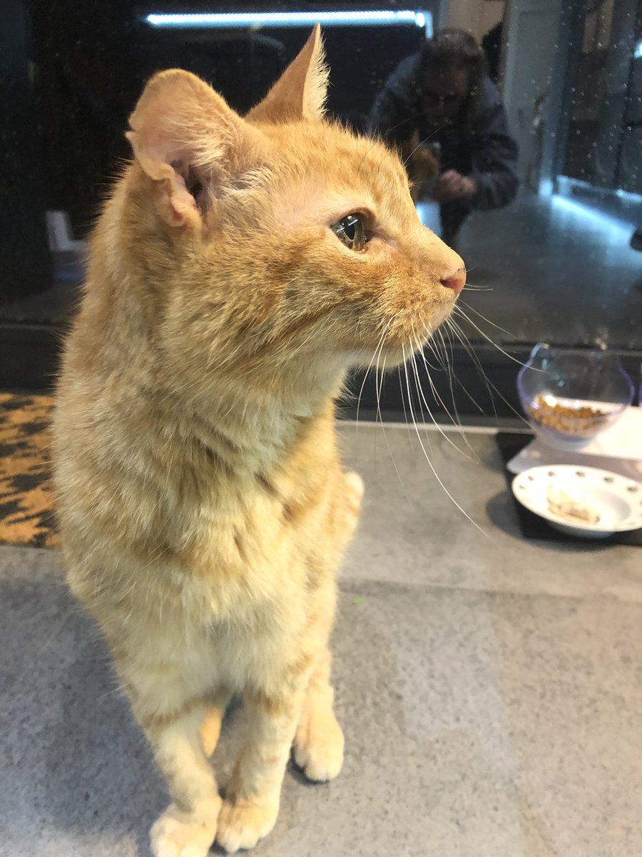 AmyDewar9's tweet photo. He is home!! We are sooo pleased! Social media is amazing- thank you everyone! Found on the other side of Forest Hill and taken in by some lovely people for us! #findfinko #se23 #catsofse23 https://t.co/qSy5ZmOsKI