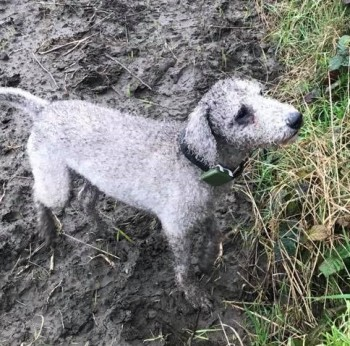 millypod1's tweet photo. OSCAR HOME SAFE. THANKS FOR RT's 🙂🐕🐾
#Barnburgh #Goldthorpe area #Rotherham #S64
Went down a rabbit hole his tracker last picked him up in this area, tracker has since lost signal not sure if he is still in the hole despite days of digging
https://t.co/zbGjY6syVB… https://t.co/hujpmpXeR2