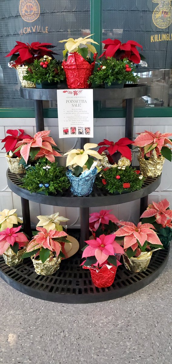 LedyardAgriSci's tweet photo. Poinsettia Sale...Come support the kids..#ledyardffa #whyledyardschools https://t.co/BvBkKwoxoF