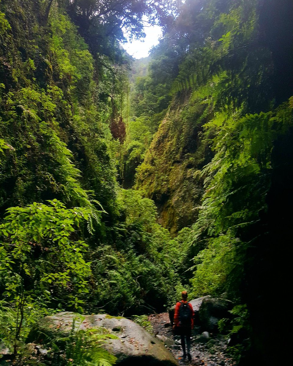 Te invitamos a caminar La Palma con nosotros 
#laislabonita