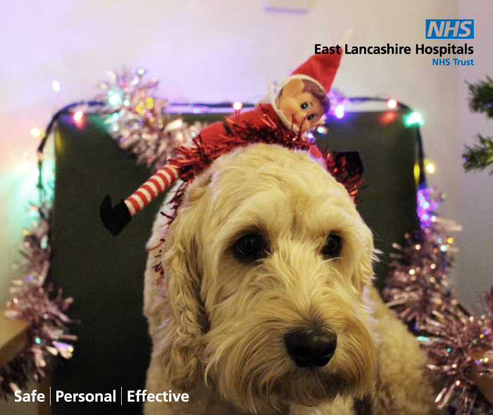 ELHT_NHS's tweet photo. Our Therapy Dog #Jasper hosted his own #Christmas grotto today for #ELHT staff, who came along to have a little cuddle with him! He asked #Elbert the Elf to pop in as a representative for Father Christmas... of course he obliged! Thank you to everyone who visited #ElfsHealth #NHS https://t.co/pTOUEZHLGw