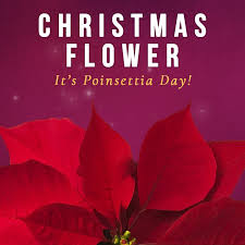 ServProBG2's tweet image. Christmas is quickly approaching! #PoinsettiaDay