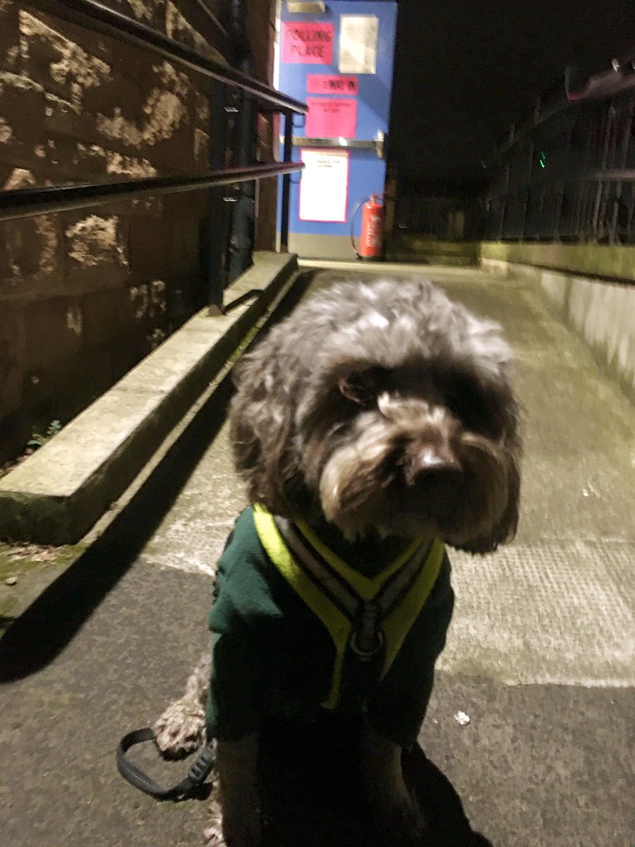 bigmckay's tweet photo. Obligatory #dogsatpollingstations2019 pic! We voted for @TommySheppard #VoteSNP2019 #blockboris #UKelection2019 https://t.co/VEOoxfEAkU