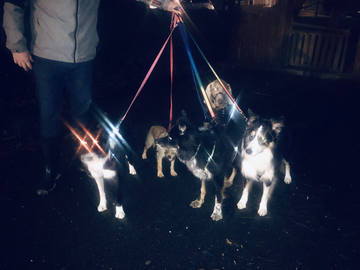 This has to be up there as a record for #DogsInPollingStations