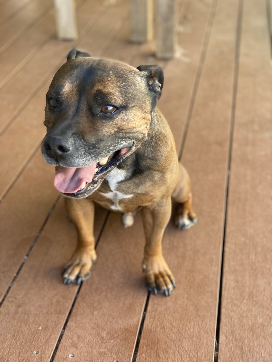 Soo we meet again mr FRIDAY 😀 #staffypatrol #jager #happystaffy #happystaff #happystaffie #fridayvibes #fridayfunday #fridayfeeling #staffydaily #happydogsclub #happydogslife #staffystyle #dog #dogsoftwitter #staffy #staffie #englishstaffy #englishstaffie #happyfriday