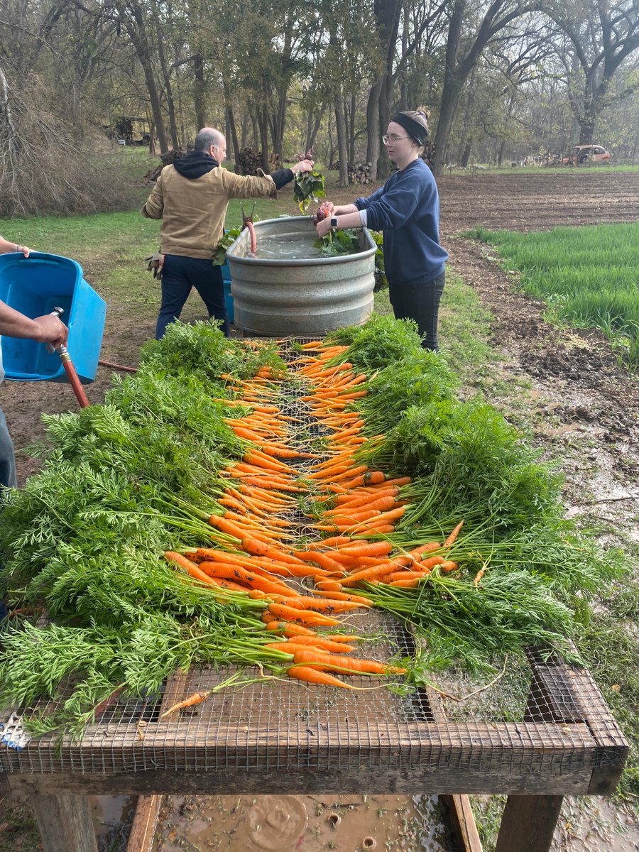magento_ux's tweet image. We had a great time getting a little muddy #volunteering today at @UrbanRootsATX !