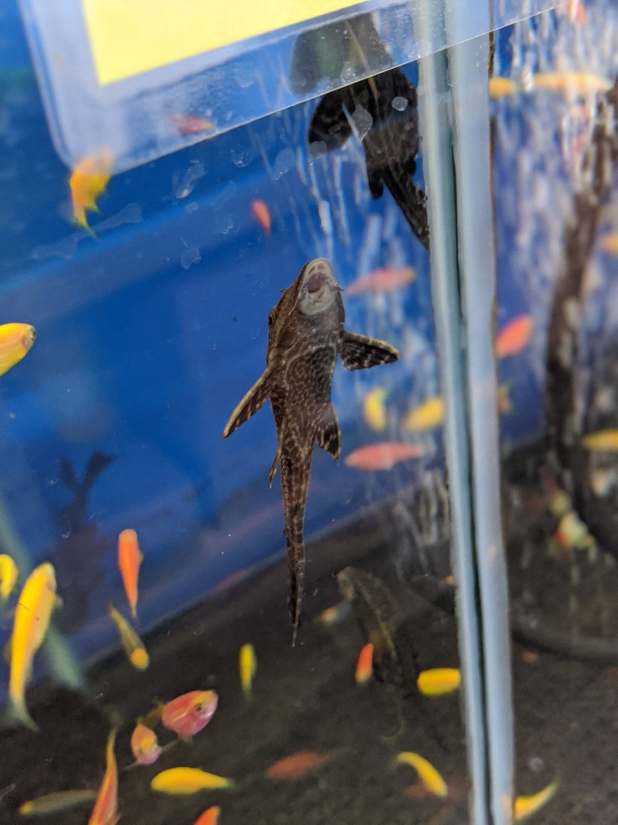 GerbersTropFish's tweet photo. Hang in there, it's almost the #weekend https://t.co/gy8dbja8IB