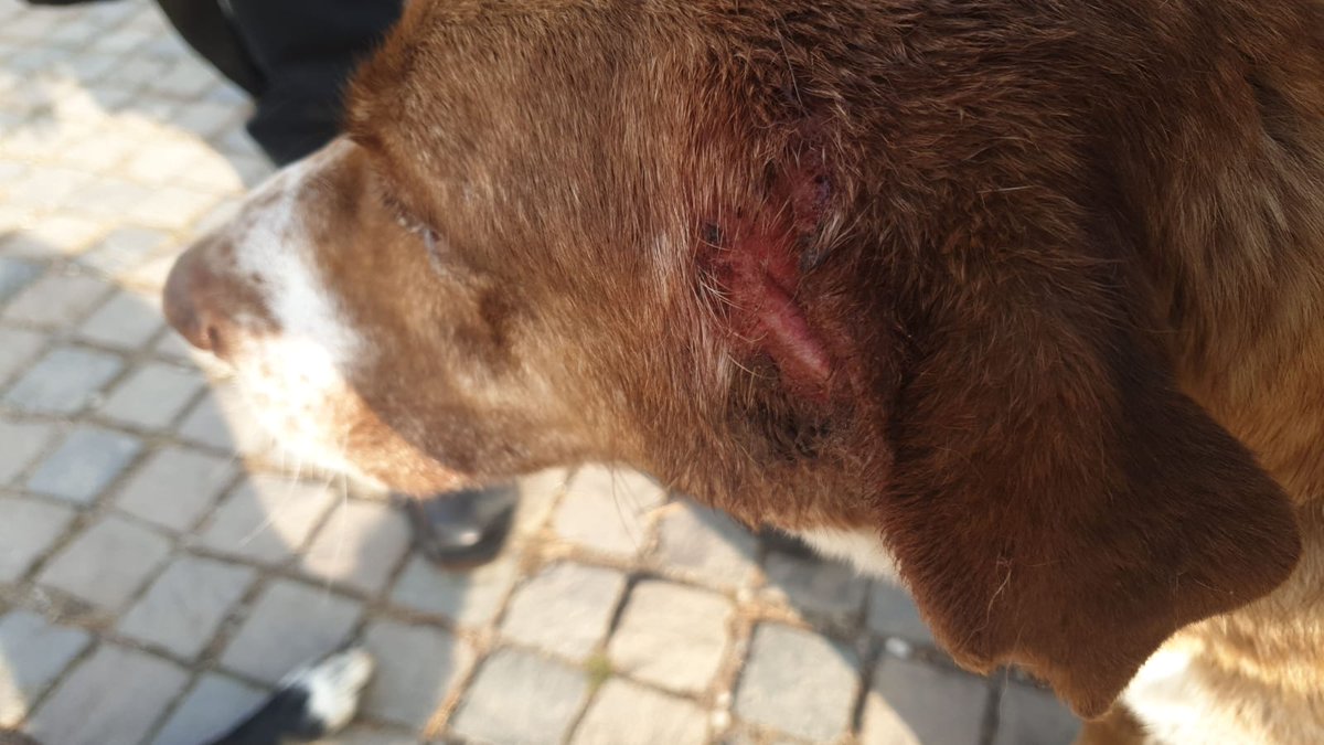 Odtu Hayvan Dostlari On Twitter Kahve Nin Kulaginda Yara Ve Kan Gorunce Veterinere Goturduk Muayene Sonucu Kulagina Ot Kactigini Ve Kulak Uyuzu Oldugunu Ogrendik Sedasyonla Ot Cikartildi Birkac Gun Boyunca Kulagina Pansuman Yapilacak