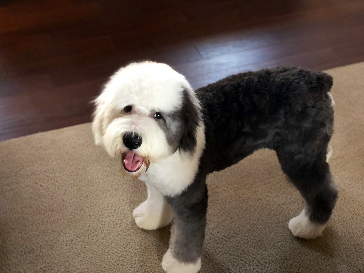Jp On Twitter The Boy Got A Haircut We Ve Renamed Him To Elvis