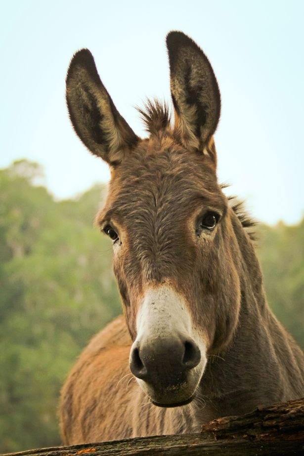 do chinese eat donkeys