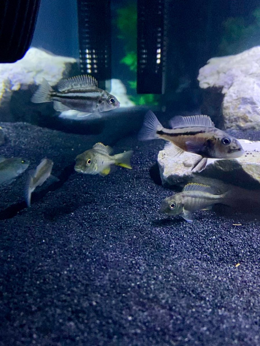 The predator hap squad #HapNation #PredatorHaps #AfricanCichlids #cichlids #predatorfish