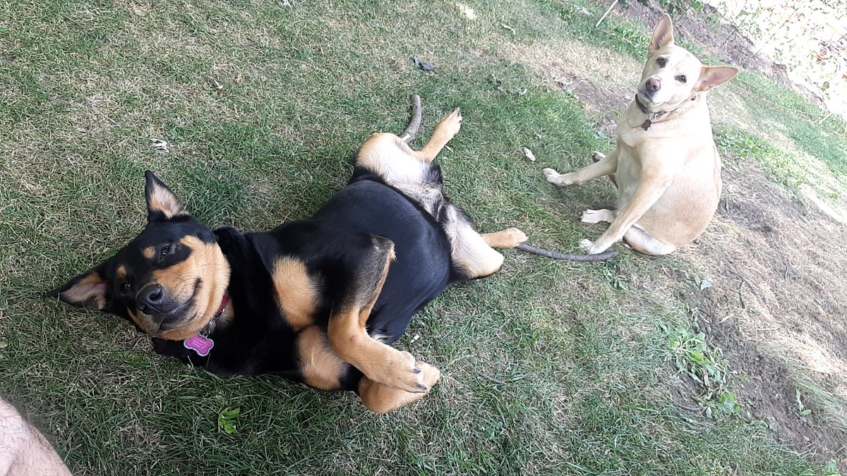 DucktheRoofer's tweet photo. The more I learn about people
The more I love my dogs
#DuckTales #ADayintheLifeofDuck #NeverQuit #StayTrue #StonerFam #migrationofDuck #NoParticularPlacetoGo https://t.co/Fbd311IQmQ