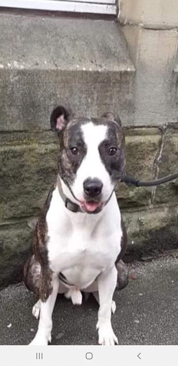 HunnyJax's tweet photo. 🔴🆘 @tagthedogteam @Lancashirejc @sar_dogs
 @LostIlkley
 #ROCKYisMissing 😟
TONIGHT a NERVOUS @AireworthDogs FOSTER Dog BOLTED when taken to Foster Home 😧
Last seen COATES AVE #BB18 @1900hrs
#BARNOLDSWICK (nr SKIPTON) #Lancs
wearing LEAD HARNESS &amp; MUZZLE
IF SEEN🙏📞07751 891117 https://t.co/Bei4Z7Qfwz