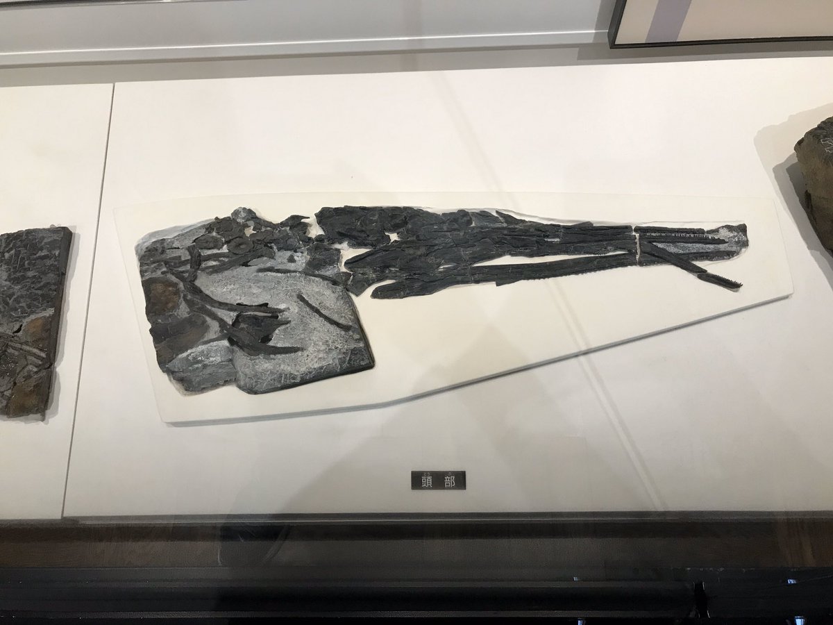 SGV_Destroyer's tweet photo. 今日は #金曜日だから化石貼る #FossilFriday な日なので、今回は #国立科学博物館 より、およそ2億5000万年前の三畳紀前期の日本・カナダの海に暮らしていた爬虫類、#ウタツサウルス #Utatsusaurus で。 https://t.co/3wqn2JNOe5